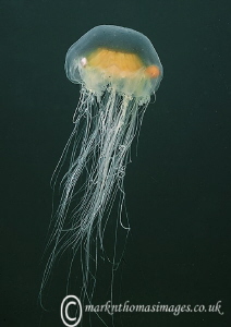 Jellyfish - Criccieth Beach, N. Wales by Mark Thomas 